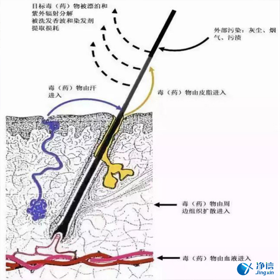 上海凈信毛發(fā)毒品檢測(cè)儀檢測(cè)吸毒情況-即使脫毛也照檢不誤